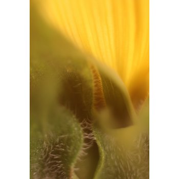 Phallus und Venus